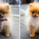 Image for article titled New Photoshop Elements Update Is Tailor-Made for Pet Pics